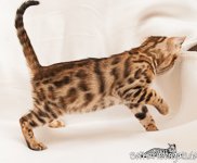 Bengal Kitten